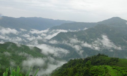 大吉嶺2013夏摘茶挑選完成 