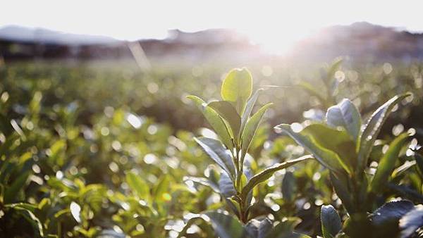 明天要品味日本綠茶