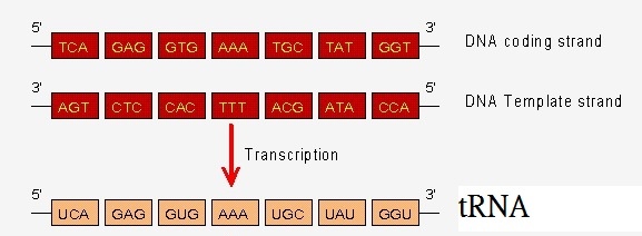 tRNA.jpg