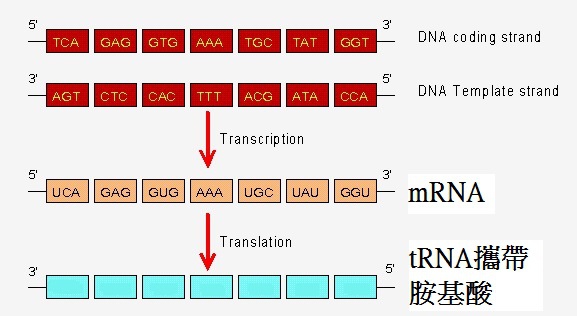 mRNA.jpg