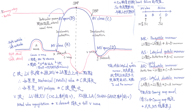 cardiac_cycle_extravagate.png