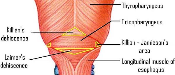 weak_spot_muscles_around_esophagus.jpg