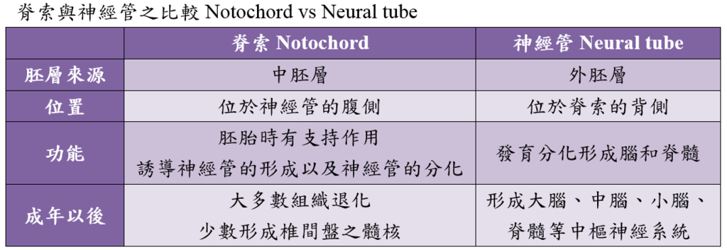 notochord_vs_neural_tube.PNG