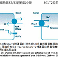 SGLT_in_proximal_renal_tubule.PNG