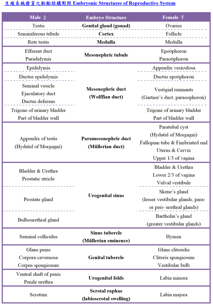 Enbryonic_sturctures_of_reproductive_system.PNG