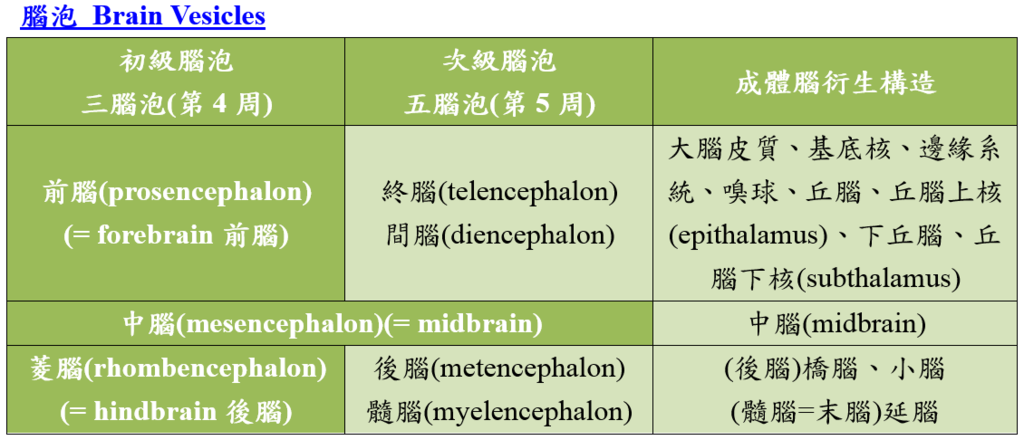 brain_vesicles.PNG