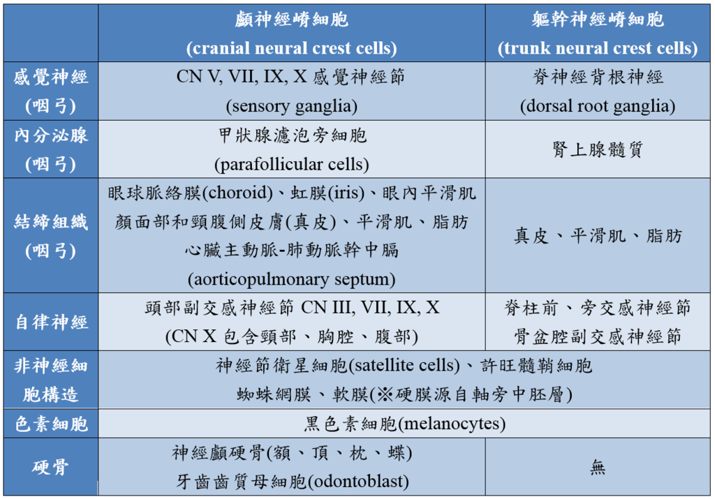 neural_crest_cells.PNG