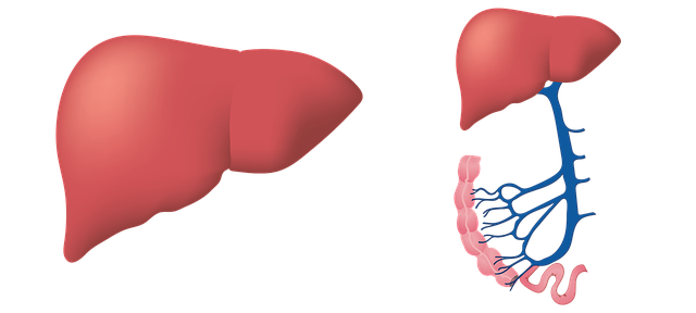 liver-3026639_640.png