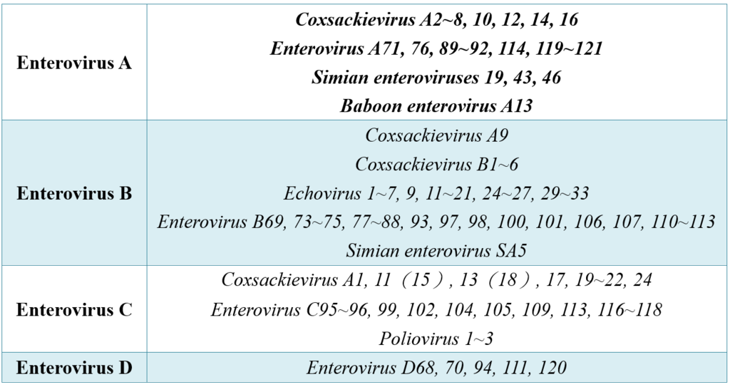 Enterovirus.PNG