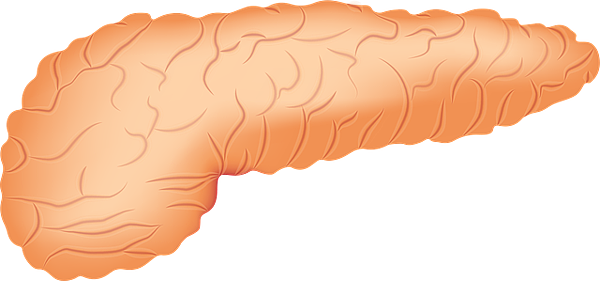 pancreas-2934621_640.png