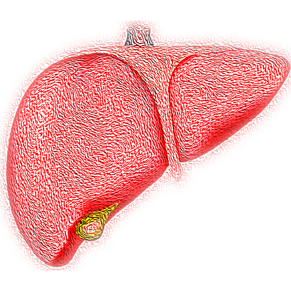 liver-4081243_640.png