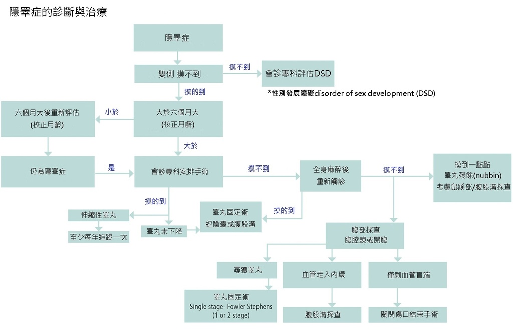 Undescended_testis.jpg Undescended_testis.jpg