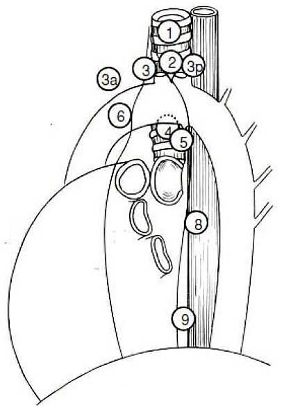 lung_lymph_nodes - left_lateral.png