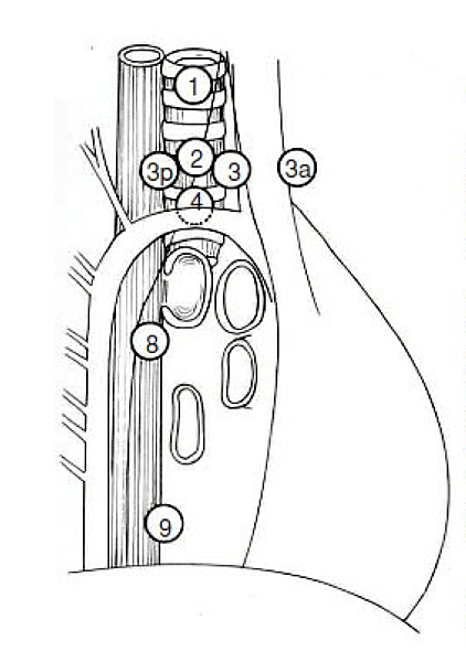 lung_lymph_nodes - right_lateral.png