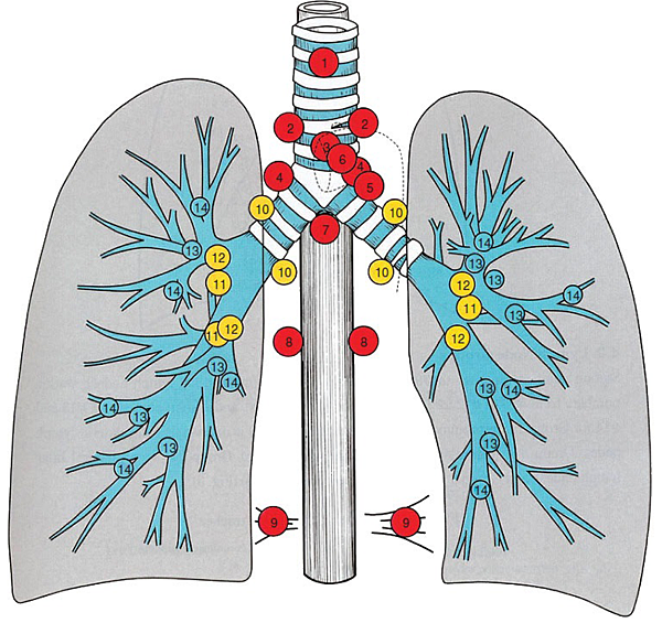 lung_lymph_nodes.png