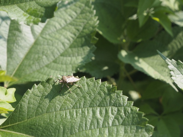 _9190004.jpg _9190004.jpg