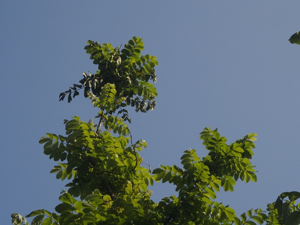 _9190009.jpg _9190009.jpg