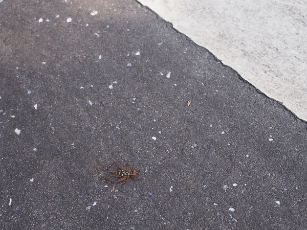 _9190010.jpg _9190010.jpg