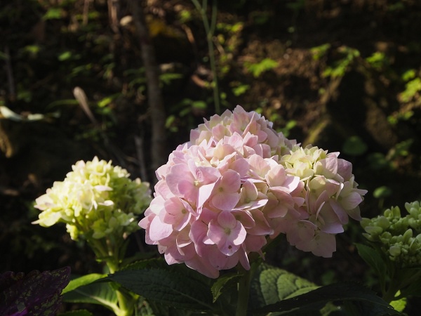 _9190011.jpg _9190011.jpg