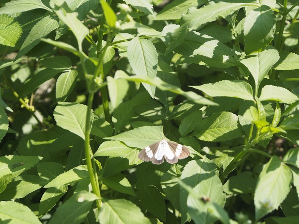 _9190019.jpg _9190019.jpg