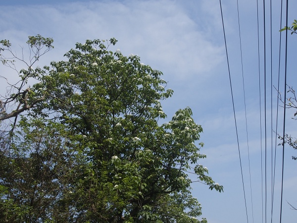 _9190025.jpg _9190025.jpg