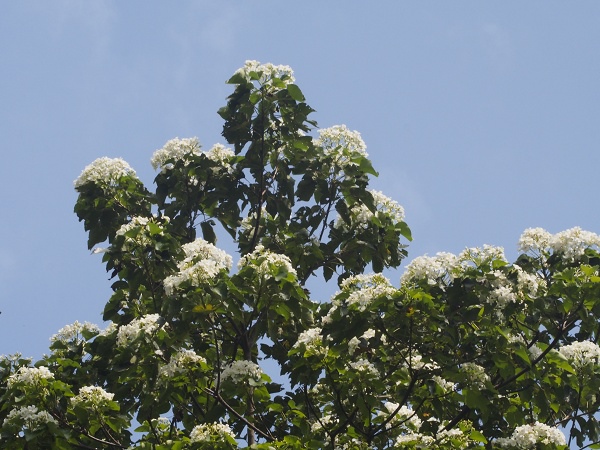 _9190037.jpg _9190037.jpg