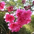 rDSCN6031.JPG