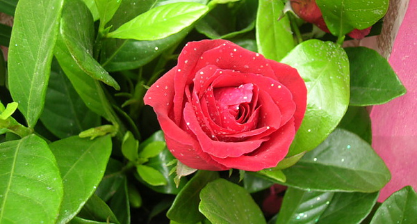 rDSCN4175.JPG