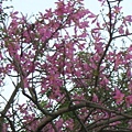 rDSCN3293.JPG