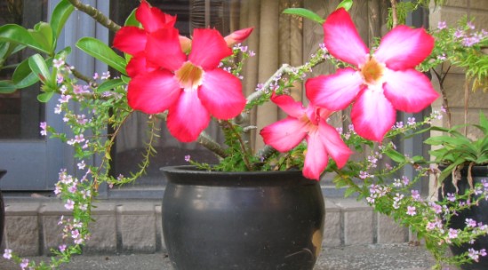 rDSCN3396.JPG