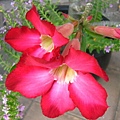 rDSCN3405.JPG