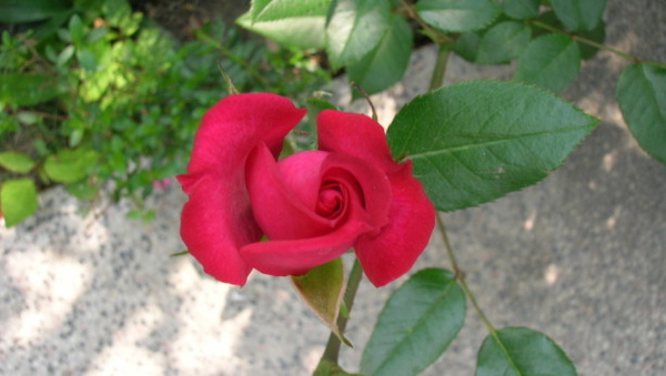 rDSCN6315.JPG