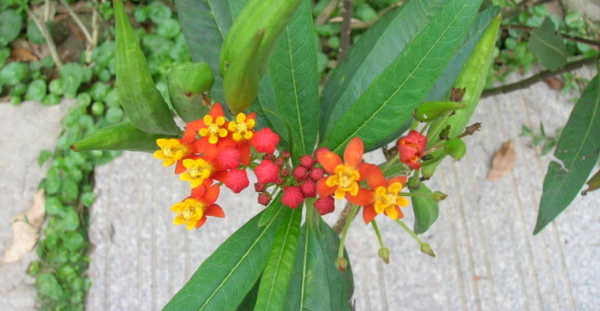 rDSCN9323.JPG