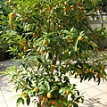 rDSCN9714.JPG
