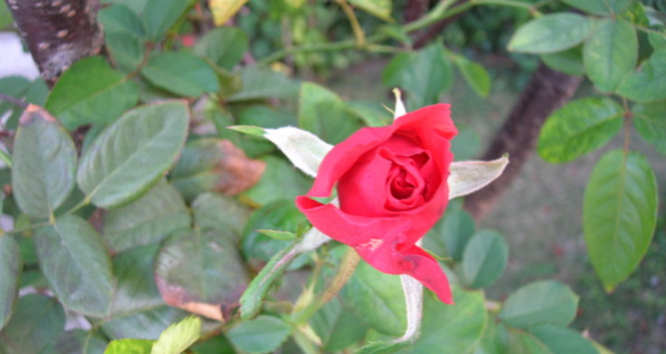 rDSCN9827.JPG