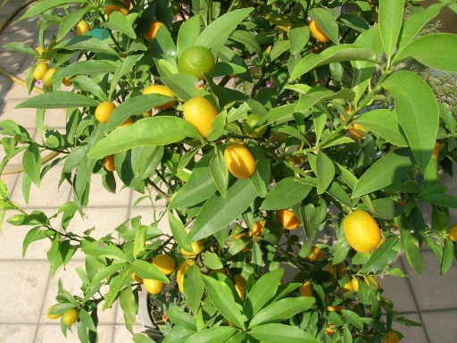 rDSCN9716.JPG