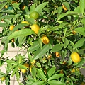 rDSCN9716.JPG