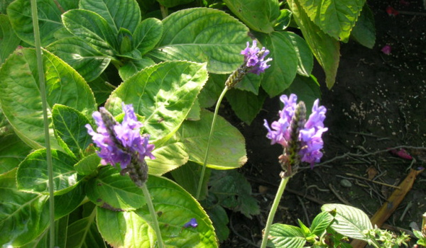 rDSCN0437.JPG