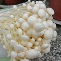 rDSCN0945.JPG