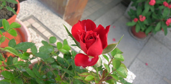 rDSCN0257.JPG