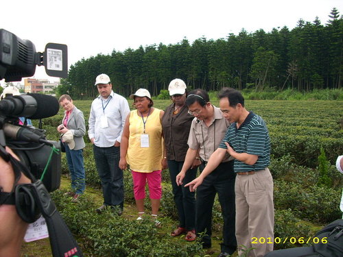 尋找小綠葉蟬.jpg