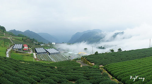 阿里山茶