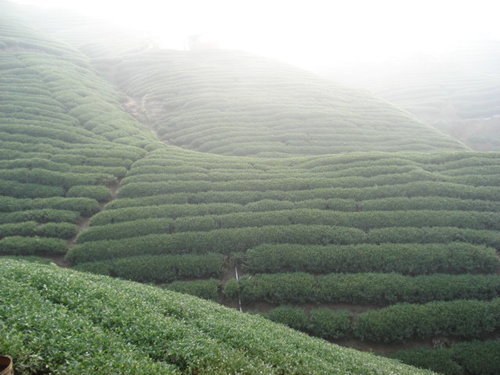 梨山茶