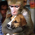 monkey_puppyreuters351x500