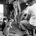 Farm_Cats