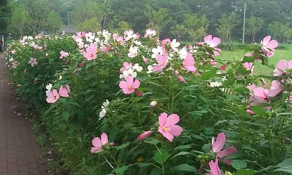 IMAG0806.jpg IMAG0806.jpg