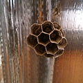 20140510我家養了一窩蜂