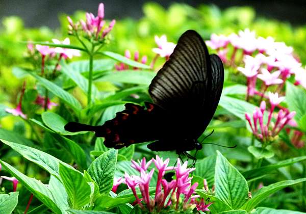 烏鴉鳳蝶 別名翠鳳蝶 學名 Papilio Bianor Ted172chang的部落格 痞客邦 烏鴉鳳蝶 別名翠鳳蝶 學名 Papilio Bianor Ted172chang的部落格 痞客邦