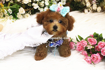 super tiny teacup - small teacup poodle 05