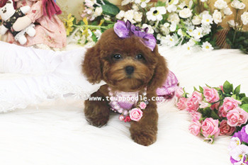 big teacup - toy teacup poodle 04